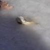 Американские аллигаторы вмерзли в лед