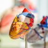 Патент недели: искусственная мышца для настоящего сердца