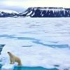 В арктических льдах найдены супербактерии