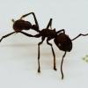 Четвероногий робот-малютка размером с голову муравья бегает со скоростью 134 метра в час