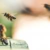 Медовая арифметика: сложение и вычитание в исполнении пчел
