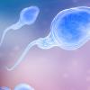 Выяснены правила состязаний сперматозоидов