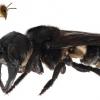 Обнаружены гигантские пчелы, которых никто не видел больше 100 лет