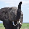 В Африке слишком много слонов? Как в этом может помочь мирное сосуществование с человеческими сообществами