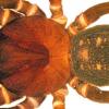 Ранее неизвестных пауков назвали в честь штурмовиков из «Звездных войн»