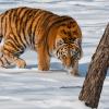 Хабаровчанин убил тигра из-за коровы