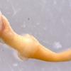Почему похожие на пенис моллюски грызут дерево: морские загадки