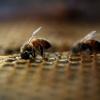 Пчелы жили в глазу женщины и питались ее слезами: жуткое открытие