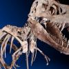На eBay выставлен скелет детеныша тираннозавра