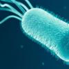 Генетически идентичные бактерии ведут себя по разному