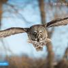 Расправь крылья: как видеонаблюдение помогает орнитологам спасать редких птиц