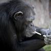 Шимпанзе, листающий ленту Instagram, возмутил ученых