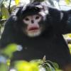 Бирманская курносая обезьяна: редкие кадры