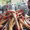 В Малайзии сожжены четыре тонны слоновьих бивней