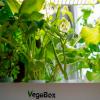 Как начать жить и выращивать салат