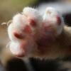 Власти Нью-Йорка запретили удалять кошкам когти