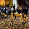 Робот-собака SpotMini компании Boston Dynamics поиграл с настоящей овчаркой и упал на презентации