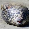 На побережье Литвы найдено большое количество мертвых тюленей