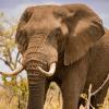 Африканский слон затоптал фермера в Ботсване