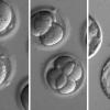 Генная инженерия эмбрионов человека станет безопасной и эффективной в течение двух лет
