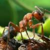 Как профессия муравьёв влияет на их обучаемость