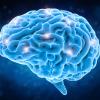 Лекции о мозге, часть 1. Эволюция головного мозга человека. Функции мозга на каждом этапе его развития