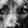 «Щенячьи глазки»: 30 000 лет коэволюции собаки и человека