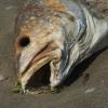 Пестициды в Мировом океане: стоит ли бояться есть рыбу