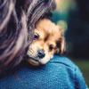 Заразный стресс: межвидовая синхронизация уровня кортизола на примере собак и их хозяев