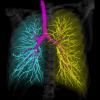 Автоматическая сегментация дыхательных органов