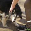 Ездовые собаки: что нужно про них знать, и как их выводили