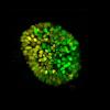 Ученые создали искусственный эмбрион человека из стволовых клеток