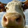 Генетики отучат коров пукать