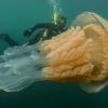 Колоссальная медуза обнаружена близ побережья Великобритании