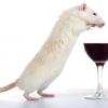 Вино и крысы: применение ресвератрола для восстановления мышц в условиях марсианской гравитации