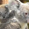 Австралийцы выбрали самую милую коалу