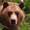 Рычавшая на медведя пенсионерка заговорит через 10 дней