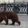 В финскую школу пришел медведь