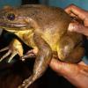 Самые большие лягушки в мире роют потомству личные бассейны