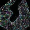 Микроскопия без микроскопа: красота кодирования генов