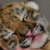 Как выглядят новорожденные тигрята