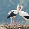 Генетика любви: межполовой конфликт как основа сотрудничества в парах моногамных птиц
