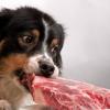 Собачий корм из мяса оказался опасен