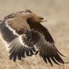 Влетела в копеечку: улетевшая в Иран птица разорила сибирских орнитологов