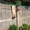 Гоним кота: как заставить котов не справлять нужду на лужайке у дома?