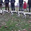 Видео дня: стайка четвероногих мини-роботов кувыркается, делает сальто и гоняет мячик