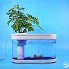 Представлен необычный аквариум Xiaomi Fish Tank