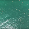 Огромное скопление морских черепах сняли на видео