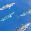 Учёные предлагают использовать животных для мониторинга океанов