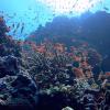 Коралловые рифы воскресят с помощью «музыки»